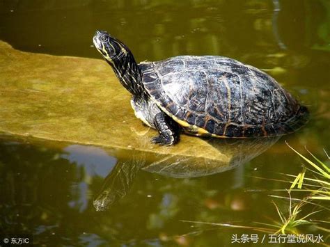 家裡養烏龜風水